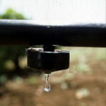 Drip irrigation