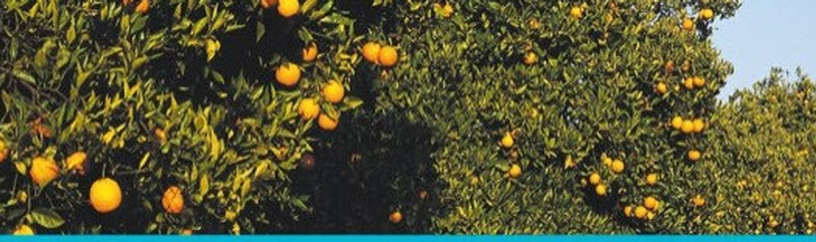 Netakit Drip Irrigation Citrus