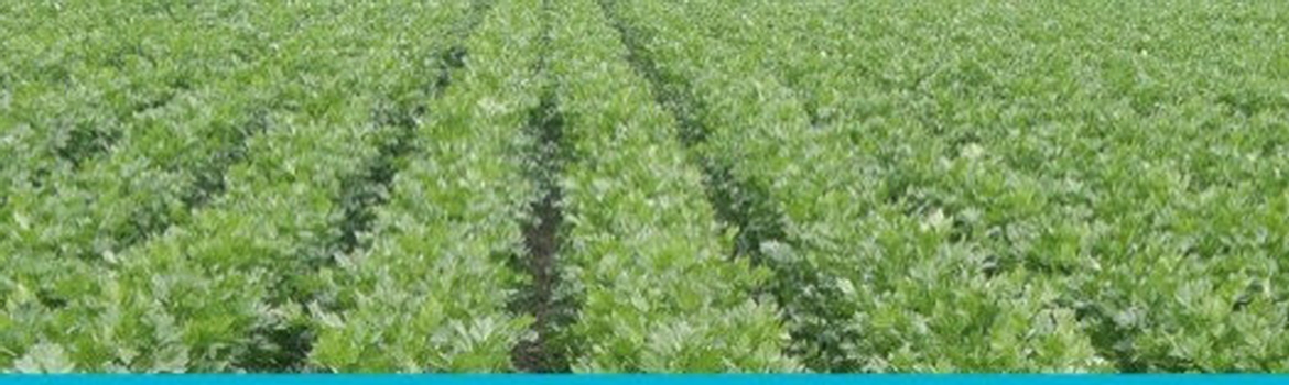 Netakit Drip Irrigation Feild Crops