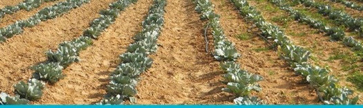 Netakit Drip Irrigation Field Crops