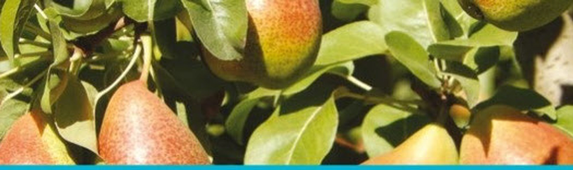 Netakit Drip Irrigation Pears