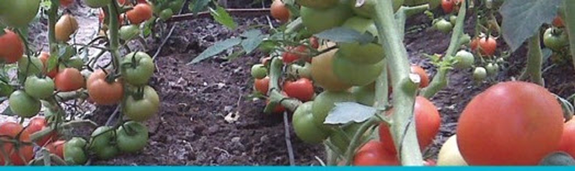 Netakit Drip Irrigation Tomatos