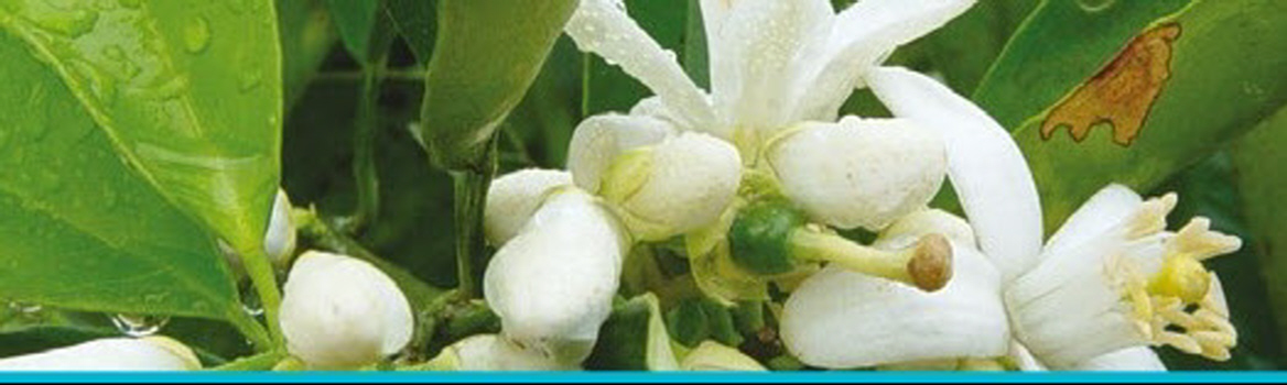 Netakit Drip Irrigation Nutrtion fertigation Kits