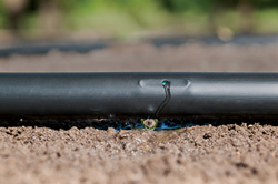D5000 flow regulated dripline