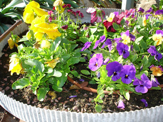 garden pot irrigationglobal.com 3
