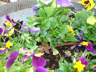 garden pot irrigationglobal.com 5