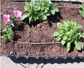 garden pot irrigationglobal.com 1