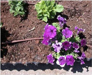 Drip Irrigation installation in gardens 