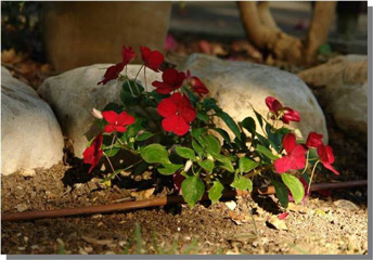 rock garden irrigationglobal.com