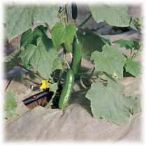 katif driper in field